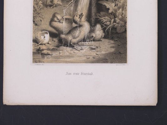 A Little Duckling - Original Lithograph - Late 19th Century Late 20th Century-ZCI-761855