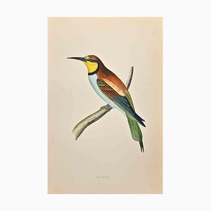 Alexander Francis Lydon, Bee-Eater, Woodcut Print, 1870-ZCI-1759106