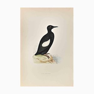 Alexander Francis Lydon, Black Giullemot, Woodcut Print, 1870-ZCI-1759132