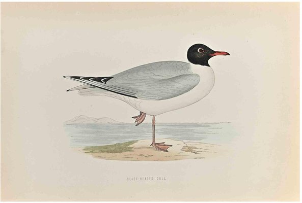 Alexander Francis Lydon, Black- Headed Gull, Woodcut Print, 1870-ZCI-1759168