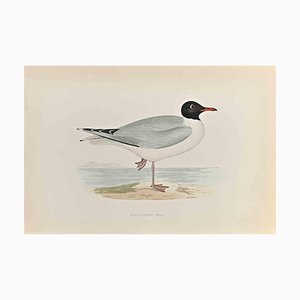 Alexander Francis Lydon, Black- Headed Gull, Woodcut Print, 1870-ZCI-1759168