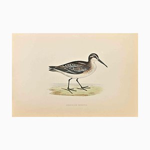 Alexander Francis Lydon, Broad-Billed Sandpiper, Woodcut Print, 1870-ZCI-1759084