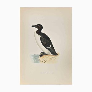 Alexander Francis Lydon, Brunnich's Guillemot, Woodcut Print, 1870-ZCI-1759138