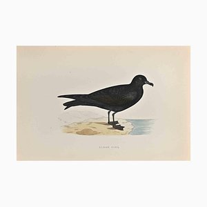 Alexander Francis Lydon, Bulwer's Petrel, Woodcut Print, 1870-ZCI-1759139