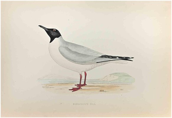 Alexander Francis Lydon, Buonaparte's Gull, Woodcut Print, 1870-ZCI-1759135