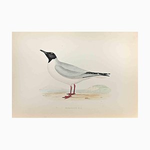 Alexander Francis Lydon, Buonaparte's Gull, Woodcut Print, 1870-ZCI-1759135