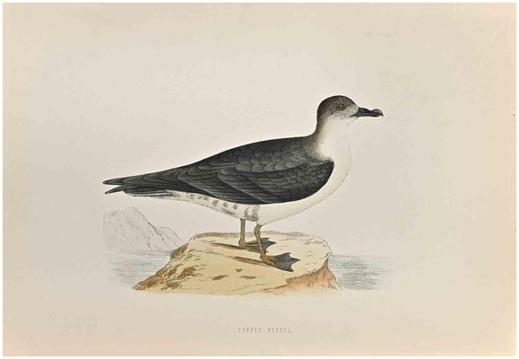 Alexander Francis Lydon, Capped Petrel, Woodcut Print, 1870-ZCI-1759014