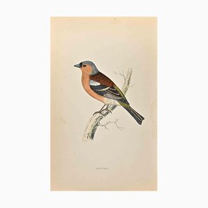 Alexander Francis Lydon, Chaffinch, Woodcut Print, 1870-ZCI-1759030