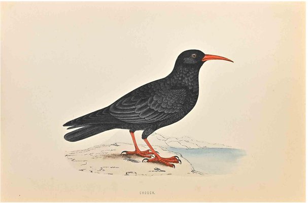 Alexander Francis Lydon, Chough, Woodcut Print, 1870-ZCI-1759105