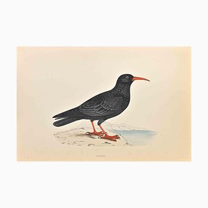 Alexander Francis Lydon, Chough, Woodcut Print, 1870-ZCI-1759105