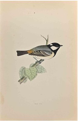 Alexander Francis Lydon, Cole Tit, Woodcut Print, 1870-ZCI-1759028