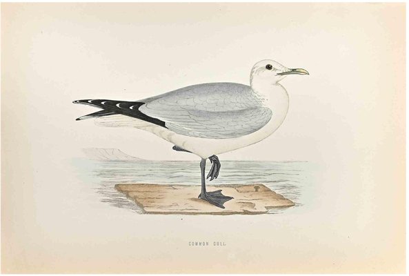 Alexander Francis Lydon, Common Gull, Woodcut Print, 1870-ZCI-1759125