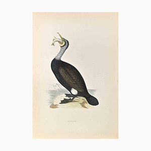 Alexander Francis Lydon, Cormorant, Woodcut Print, 1870-ZCI-1759131