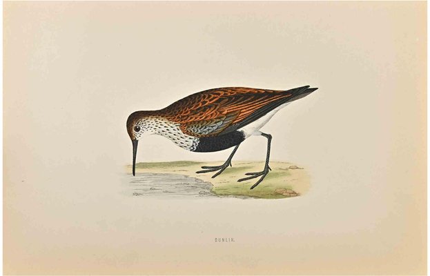 Alexander Francis Lydon, Dunlin, Woodcut Print, 1870-ZCI-1758980