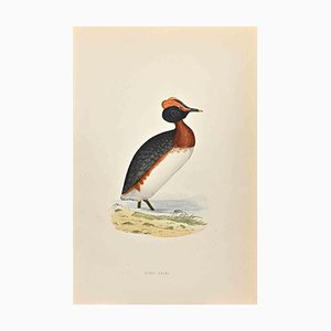 Alexander Francis Lydon, Dusky Grebe, Woodcut Print, 1870-ZCI-1403490