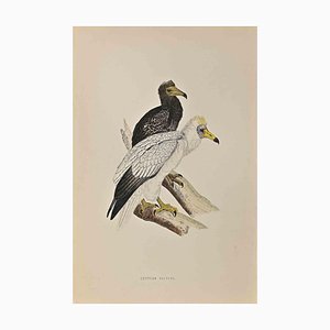 Alexander Francis Lydon, Egyptian Vulture, Woodcut Print, 1870-ZCI-1394325