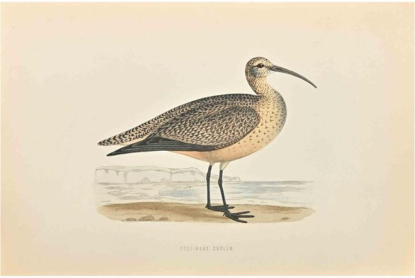 Alexander Francis Lydon, Esquimaux Curlew, Woodcut Print, 1870-ZCI-1758974