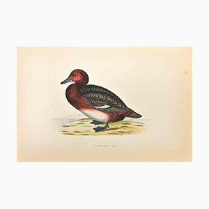 Alexander Francis Lydon, Ferruginous Duck, Woodcut Print, 1870-ZCI-1759034