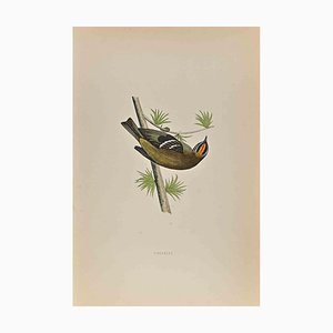 Alexander Francis Lydon, Firecrest, Woodcut Print, 1870-ZCI-1759073