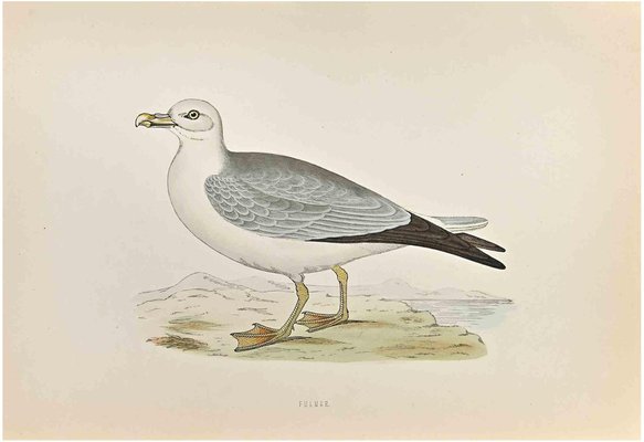 Alexander Francis Lydon, Fulmar, Woodcut Print, 1870-ZCI-1759136