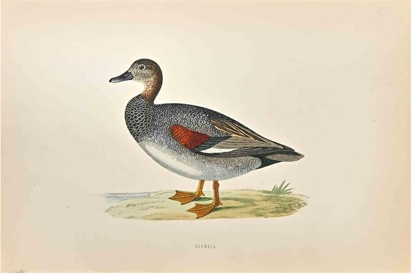 Alexander Francis Lydon, Gadwall, Woodcut Print, 1870-ZCI-1758954