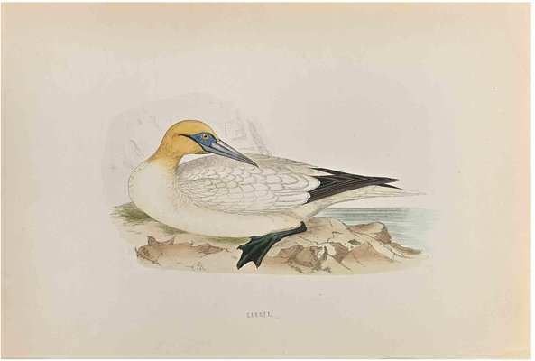 Alexander Francis Lydon, Gannet, Woodcut Print, 1870-ZCI-1759128