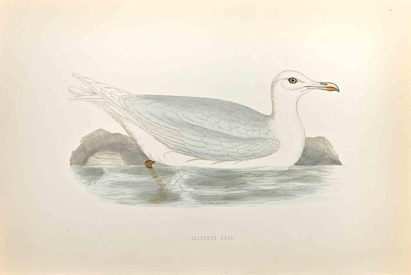 Alexander Francis Lydon, Glaucous Gull, Woodcut Print, 1870-ZCI-1403517