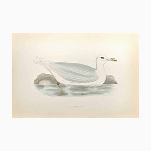 Alexander Francis Lydon, Glaucous Gull, Woodcut Print, 1870-ZCI-1403517