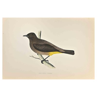 Alexander Francis Lydon, Gold-Vented Thrush, Woodcut Print, 1870-ZCI-2024894