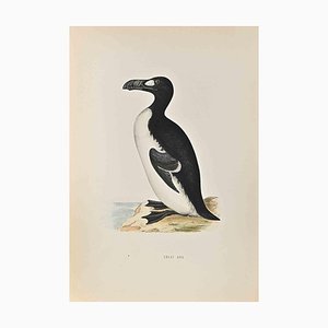 Alexander Francis Lydon, Great Auk, Woodcut Print, 1870-ZCI-1416591