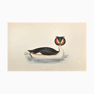 Alexander Francis Lydon, Great Crested Grebe, Woodcut Print, 1870-ZCI-1759074