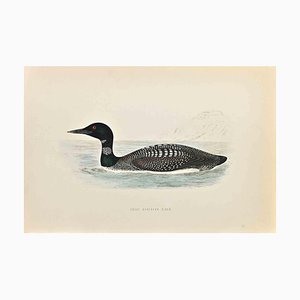 Alexander Francis Lydon, Great Northern Diver, Woodcut Print, 1870-ZCI-1403516