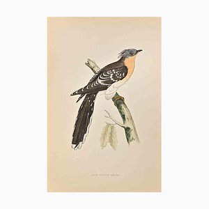 Alexander Francis Lydon, Great Spotted Cuckoo, Woodcut Print, 1870-ZCI-1759086