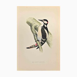 Alexander Francis Lydon, Great Spotted Wodpecker, Woodcut Print, 1870-ZCI-1759063