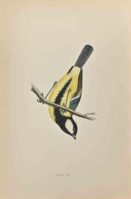 Alexander Francis Lydon, Great Tit, Woodcut Print, 1870-ZCI-1362774