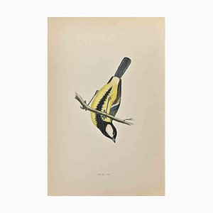 Alexander Francis Lydon, Great Tit, Woodcut Print, 1870-ZCI-1362774