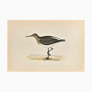 Alexander Francis Lydon, Green Sandpiper, Woodcut Print, 1870-ZCI-1758988