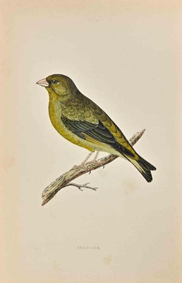 Alexander Francis Lydon, Greenfinch, Woodcut Print, 1870-ZCI-1758953