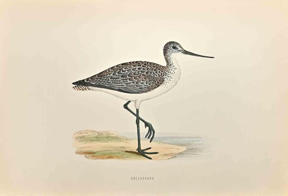 Alexander Francis Lydon, Greenshank, Woodcut Print, 1870-ZCI-1760371