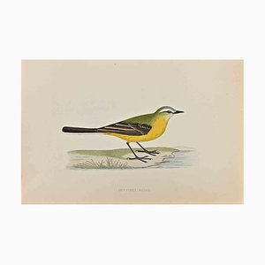 Alexander Francis Lydon, Grey-Headed Wagtail, Woodcut Print, 1870-ZCI-1759035