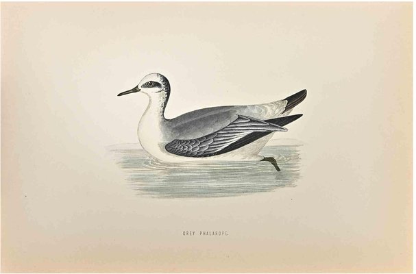 Alexander Francis Lydon, Grey Phalarope, Woodcut Print, 1870-ZCI-1759108