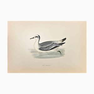 Alexander Francis Lydon, Grey Phalarope, Woodcut Print, 1870-ZCI-1759108