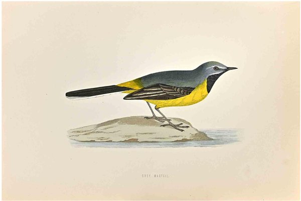 Alexander Francis Lydon, Grey Wagtail, Woodcut Print, 1870-ZCI-1759033