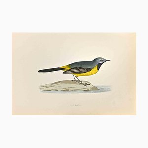 Alexander Francis Lydon, Grey Wagtail, Woodcut Print, 1870-ZCI-1759033