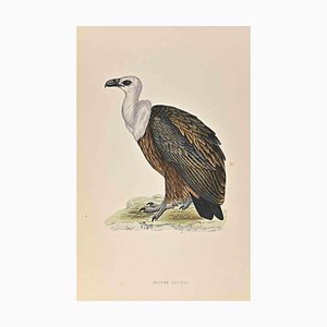 Alexander Francis Lydon, Griffon Vulture, Woodcut Print, 1870-ZCI-1405710