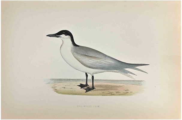 Alexander Francis Lydon, Gull-Billed Tern, Woodcut Print, 1870-ZCI-1759018