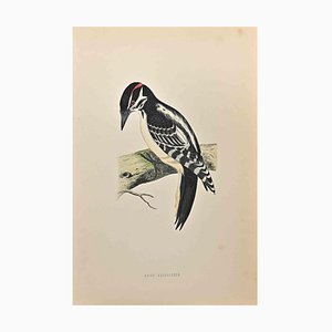 Alexander Francis Lydon, Hairy Woodpecker, Woodcut Print, 1870-ZCI-1759100