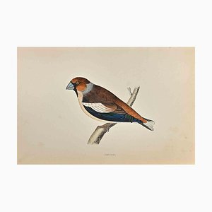 Alexander Francis Lydon, Hawfinch, Woodcut Print, 1870-ZCI-1758946