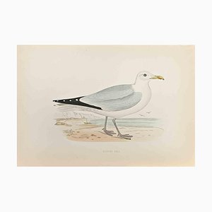 Alexander Francis Lydon, Herring Gull, Woodcut Print, 1870-ZCI-1759122