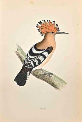 Alexander Francis Lydon, Hoopoe, Woodcut Print, 1870-ZCI-1405712